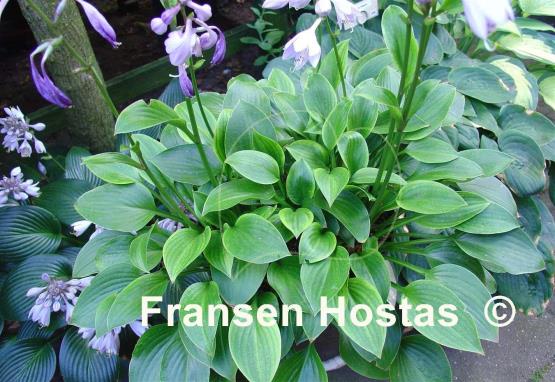 Hosta Small Parts